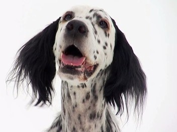 Borzoi dogs 101 hotsell