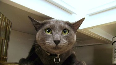 My Cat From Hell Season 2 Episode 1 Rotten Tomatoes