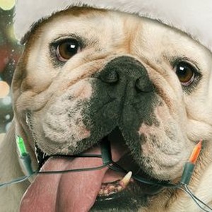 A Bulldog for Christmas (2013) photo 11