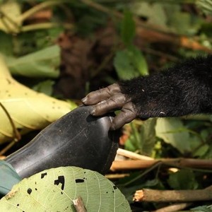 Virunga photo 14