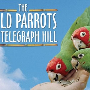 The Wild Parrots of Telegraph Hill photo 11
