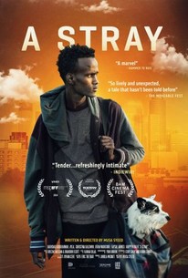 Watch trailer for A Stray
