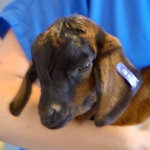 Dr. Chris: Pet Vet