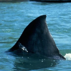 Jaws III (1983) photo 16