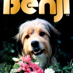 Benji photo 2
