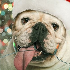 A Bulldog for Christmas (2013) photo 8