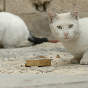 Cats of Malta Film