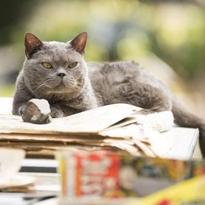 "Murder of a Cat photo 5"