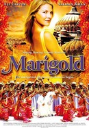 Marigold poster image