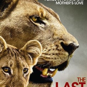 Lioness Protecting Her Cubs Quotes The Last Lions - Rotten Tomatoes