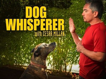 Dog Whisperer: Season 5, Episode 8 | Rotten Tomatoes