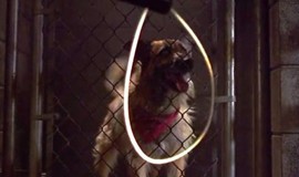 Look Who's Talking Now: Official Clip - At the Dog Pound