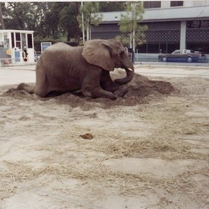 One Lucky Elephant photo 12