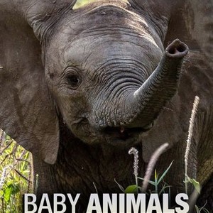 images of wild baby animals