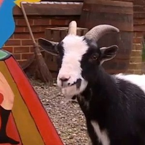 Big Barn Farm Rotten Big Barn Farm: Season 2, Episode 1 - Rotten Tomatoes
