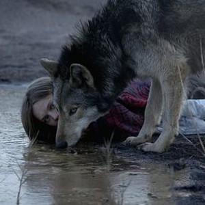 Wild Rotten Tomatoes