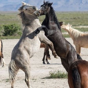 Animal Fight Club: Season 6, Episode 1 - Rotten Tomatoes Animal Fight Club: Season 6, Episode 1 - Rotten Tomatoes