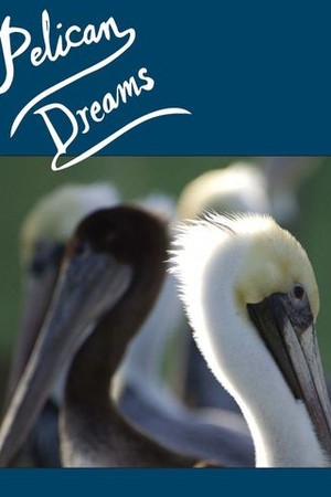 Pelican Dreams poster