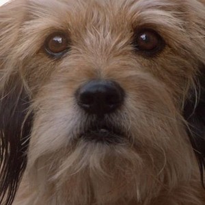 Benji dog type sales