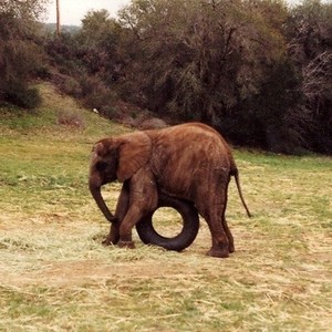 One Lucky Elephant photo 20