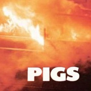 "Pigs photo 4"