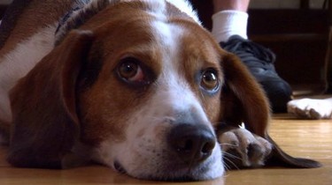 Cesar millan beagle shop