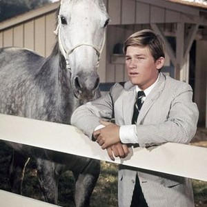 The Horse in the Gray Flannel Suit (1968) photo 4