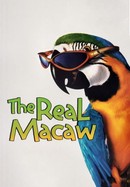 The Real Macaw poster image