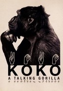 Koko: A Talking Gorilla poster image
