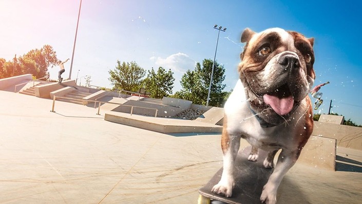 NASTYDOG SK8 Dog Coach
