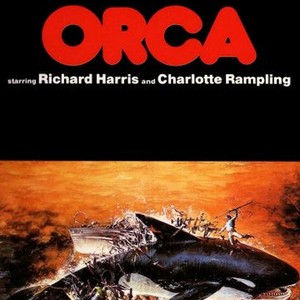 Orca photo 6