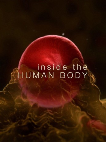 BBC One - The Human Body, An Everyday Miracle