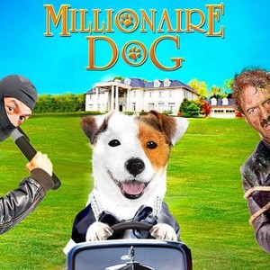 Millionaire Dog photo 9