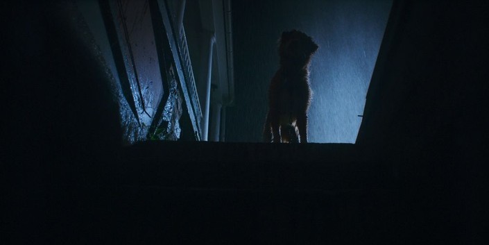 Good Boy (2025) | Rotten Tomatoes