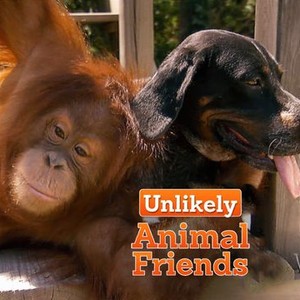 Unlikely Animal Friends - Rotten Tomatoes