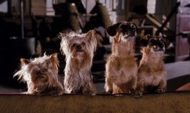 Hotel for Dogs: Official Clip - Dog Catapult
