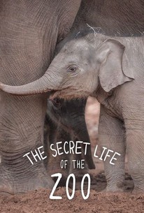 The Secret Life of the Zoo: Season 10 poster image