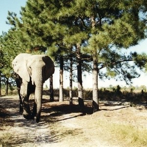 One Lucky Elephant photo 17