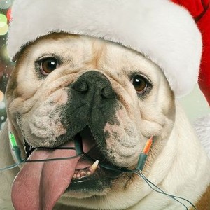 A Bulldog for Christmas (2013) photo 9