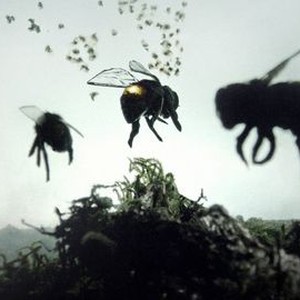 "Vanishing of the Bees photo 3"