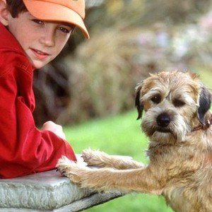 Who's A Good Boy?. Movie Dogs, Quantified