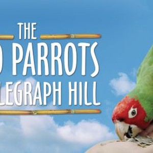 The Wild Parrots of Telegraph Hill photo 14