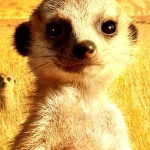 The Meerkats photo 15