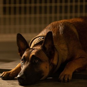 Dog (2022) - IMDb