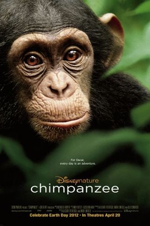 Chimpanzee poster
