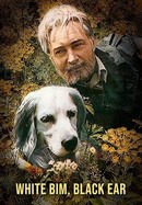 White Bim Black Ear poster image