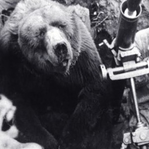 Wojtek The Bear That Went To War Rotten Tomatoes