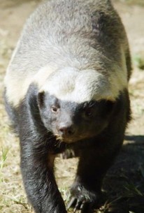 72 Dangerous Animals: Asia: Season 1, Episode 12 - Rotten Tomatoes 72 Dangerous Animals: Asia: Season 1, Episode 12 - Rotten Tomatoes