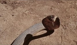 The Naked Prey: Official Clip - Snakes in the Desert photo 3
