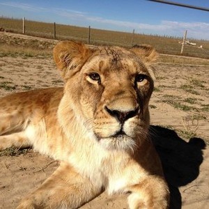 Lion Ark photo 1